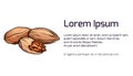 Horizontal banner with illustration of colored cartoon pecan and place for text. Vector template